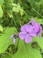 Phlox ovata