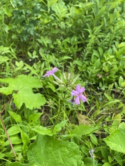 Phlox ovata