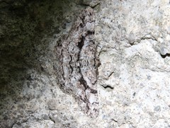 Peribatodes umbraria