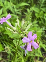 Phlox ovata