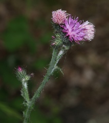 Carduus litigiosus