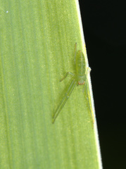 Cetratus rubropunctatus