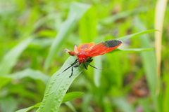 Phauda flammans