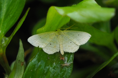 Scopula ignobilis