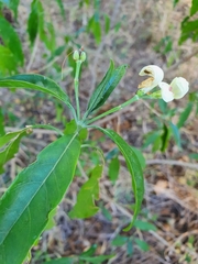 Justicia aconitiflora