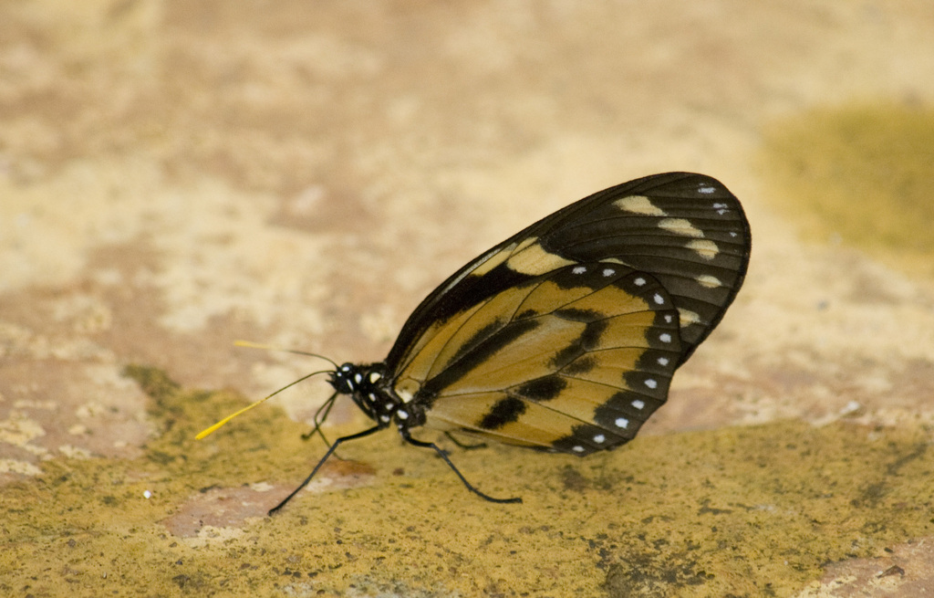 Lycorea halia