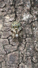 Platypleura kaempferi