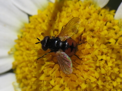 Gymnosoma nitens