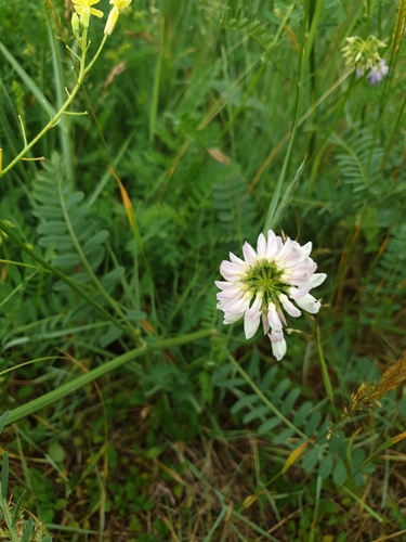 Coronilla varia