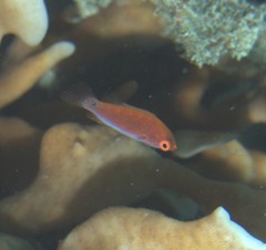 Cirrhilabrus punctatus