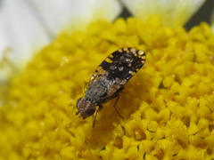 Spathulina sicula