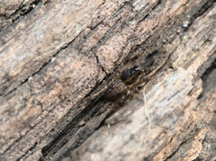 Artoriinae