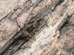 Artoriinae