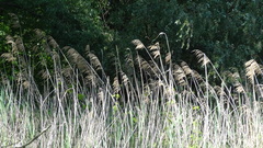Phragmites australis