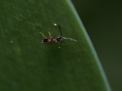 Ceraphronoidea