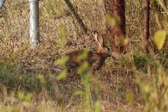 Lepus victoriae