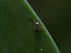 Ceraphronoidea