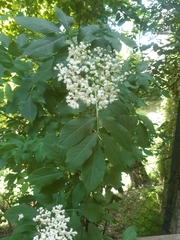 Sambucus nigra