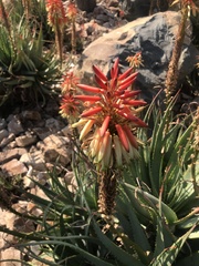 Aloe arborescens