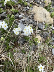 Androsace chamaejasme