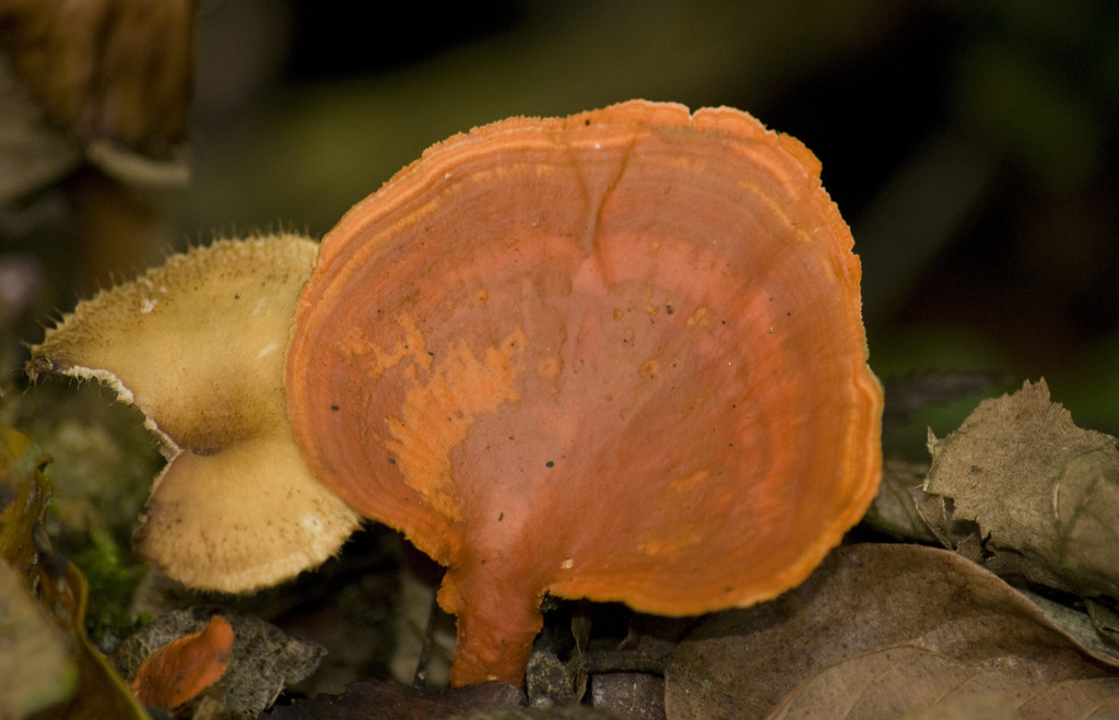 Trametes sanguinea · October 2013 · photo: © nicoolejnik (iNaturalist, cc-by)