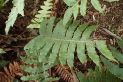 Cranfillia vulcanica