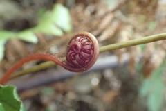 Cranfillia vulcanica