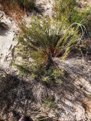 Serruria linearis