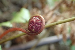 Cranfillia vulcanica