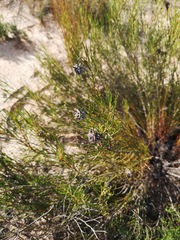 Serruria linearis