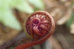 Cranfillia vulcanica