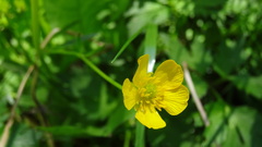 Ranunculus