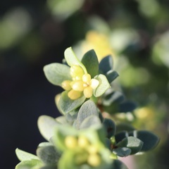 Pimelea serpyllifolia serpyllifolia