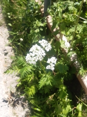 Valeriana officinalis