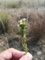 Gnidia spicata