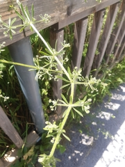 Galium aparine