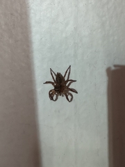 Plexippus