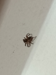 Plexippus