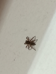 Plexippus