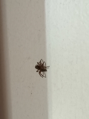 Plexippus