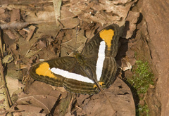 Adelpha epizygis