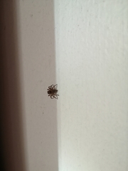Plexippus