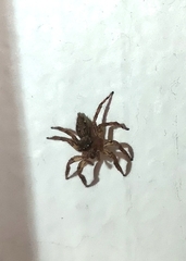 Plexippus