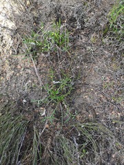 Arctotheca forbesiana