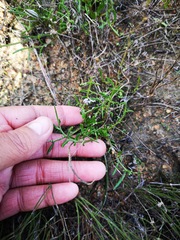 Arctotheca forbesiana