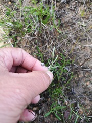 Arctotheca forbesiana