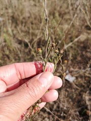 Marasmodes defoliata
