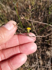 Marasmodes defoliata