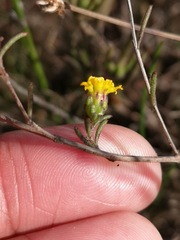 Marasmodes defoliata