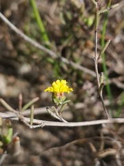 Marasmodes defoliata